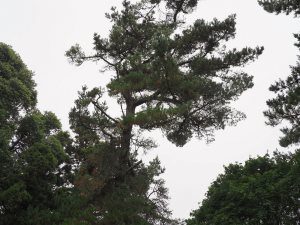 Pinus insignis