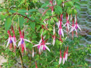 Fuchsia ‘Lady Bacon’