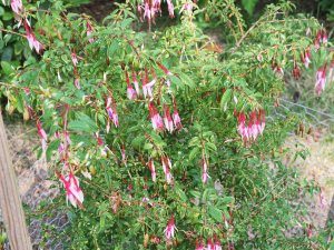 Fuchsia ‘Lady Bacon’