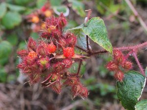 Rubus phoenicolasius