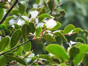 Magnolia laevigata