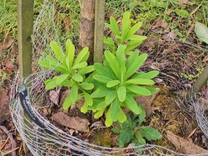 Euphorbia stygiana ‘Santamaria’