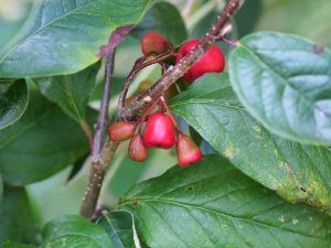 Cotoneaster wilsonii