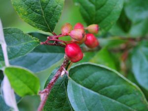 Cotoneaster wilsonii