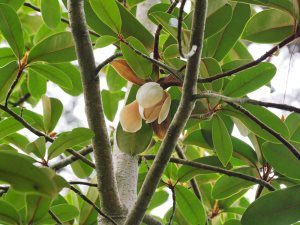 Magnolia kwangtungensis