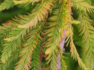 Taxodium distichum ‘Falling Waters’