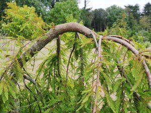 Taxodium distichum ‘Falling Waters’