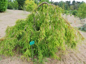 Taxodium distichum ‘Falling Waters’