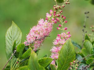 Clethra alnifolia ‘Pink Spires’