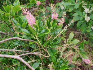 Clethra alnifolia ‘Pink Spires’
