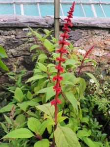 Salvia confertiflora