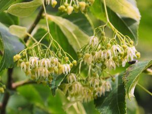 Tilia kiusiana