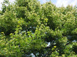 Tilia kiusiana