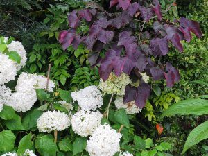 Hydrangea arborescens ‘Annabelle’ and Ceros canadensis ‘Forest Pansy’