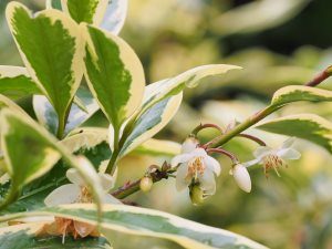 Cleyera japonica ‘Fortunei’