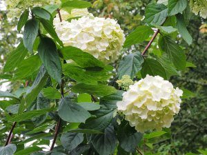 Hydrangea paniculata ‘Grandiflora’