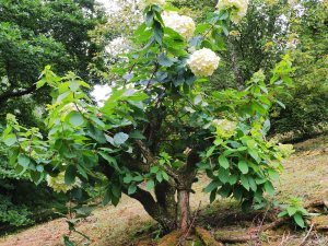 Hydrangea paniculata ‘Grandiflora’