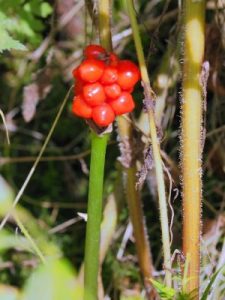 Arum maculatum