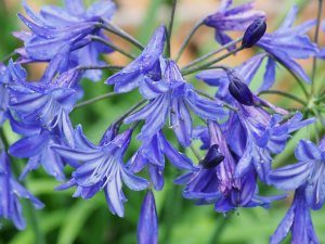 Agapanthus ‘Streamline’