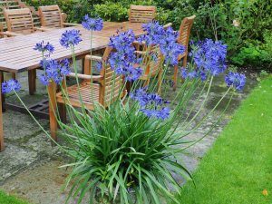 Agapanthus ‘Streamline’