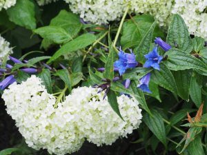 Hydrangea arborescens ‘Annabelle’ and Gentiana asclepiadea