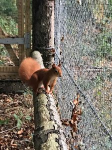 These pictures of Ross and Demelza were not taken by me but show how the captive pens look prior to the release