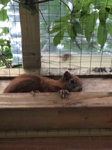 These pictures of Ross and Demelza were not taken by me but show how the captive pens look prior to the release