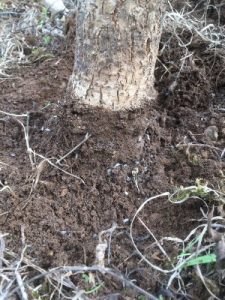 Ants building a nest