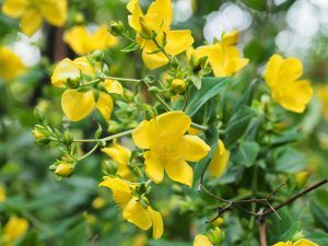 Hypericum lancasteri