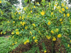 Hypericum lancasteri