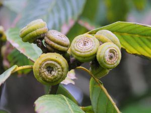 Quercus lamellosa