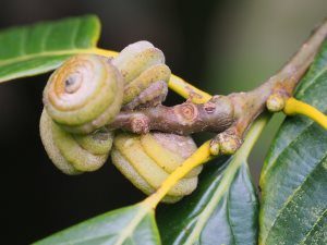 Quercus lamellosa