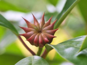 Illicium griffithii