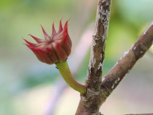 Illicium griffithii