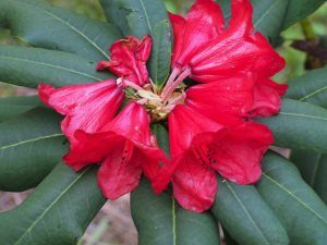 Rhododendron emarginatum