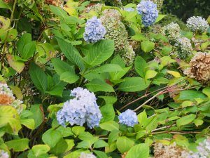 blue flowering hydrangea