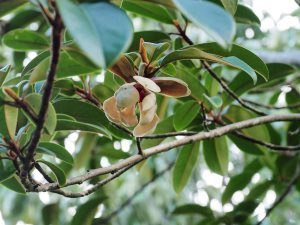 Magnolia kwangtungensis