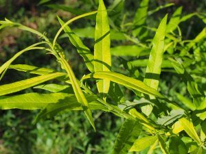 Salix udensis ‘Golden Sunshine’