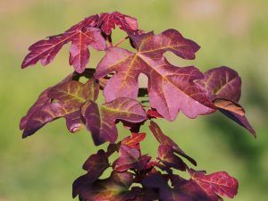 Acer campestre ‘Red Shine’