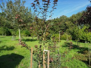 Acer campestre ‘Red Shine’