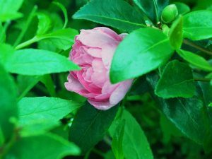 Camellia sasanqua ‘Paradise Hilda’