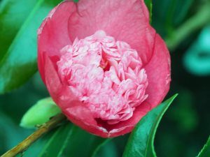 Camellia ‘Sundae’