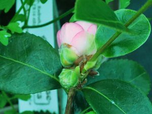 Camellia “Winter’s Joy”