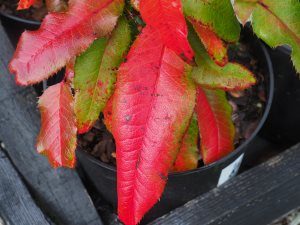 Mahonia aquifolium