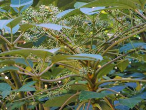 Schefflera macrophylla