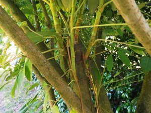 Schefflera macrophylla