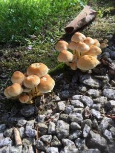 ominous looking mushrooms