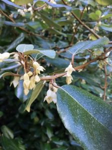 Elaeagnus x ebbingei