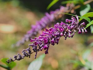 Buddleia lindleyana