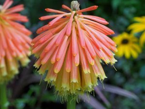 Kniphofia rooperi